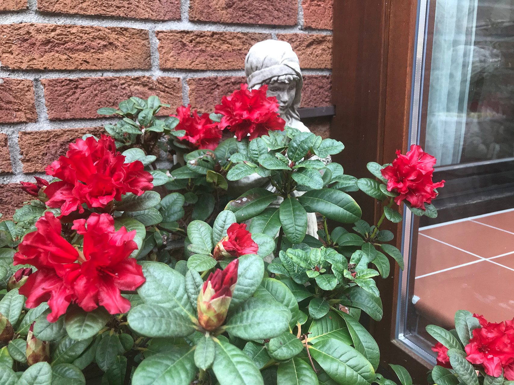 Rhododendron im Innenhof