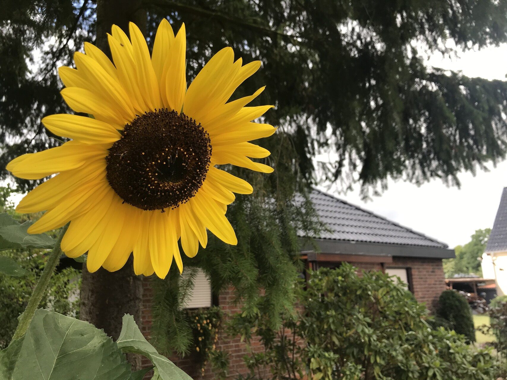 Sonnenblume vor dem Haus