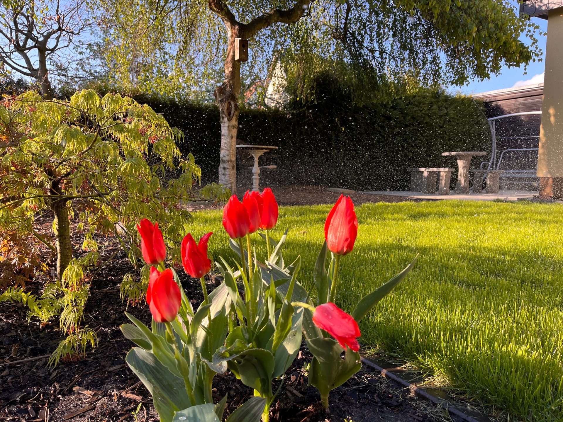 Rote Tulpen mit Gartenblick